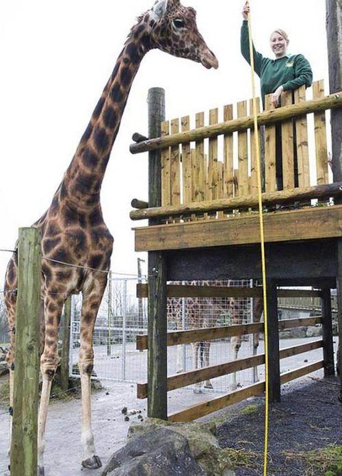 英国18岁长颈鹿身高近6米或世界最高