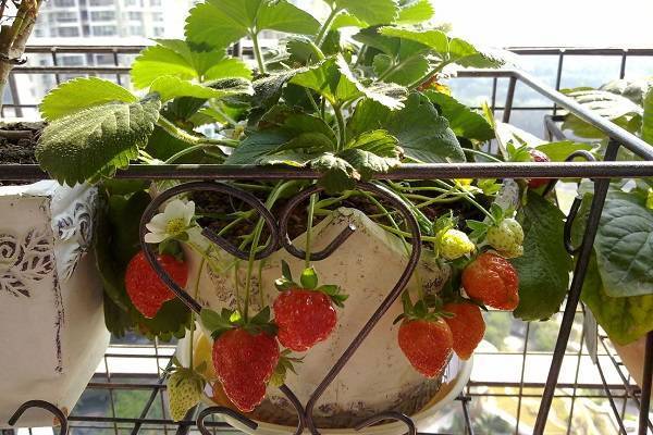 怎样种草莓