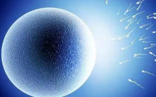 卵子捐献者仅限于人类辅助生殖治疗周期内取卵的女性,所以现在卵子