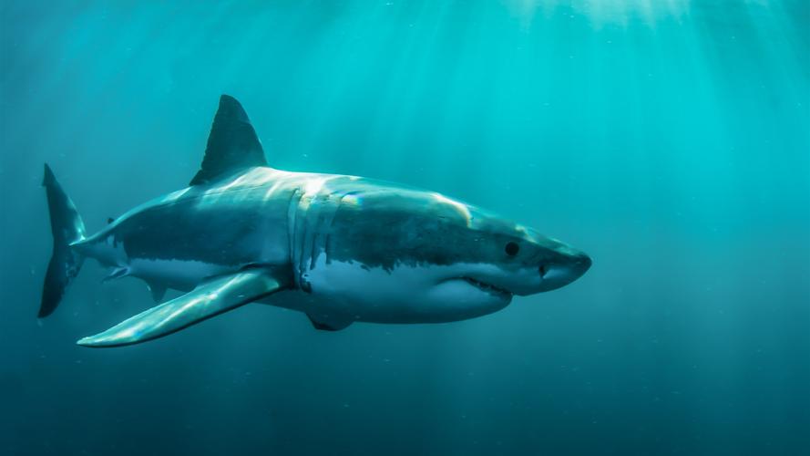 海洋动物,鲨鱼在水下 桌布 - 1920x1080 全高清