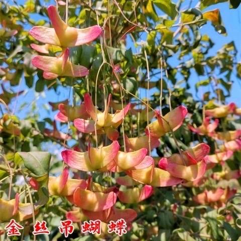 「金丝吊蝴蝶」高档花卉,颜色春夏秋三季由花到果皆是不同魅力