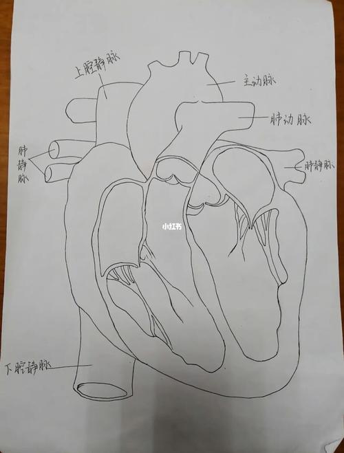 心脏手绘图