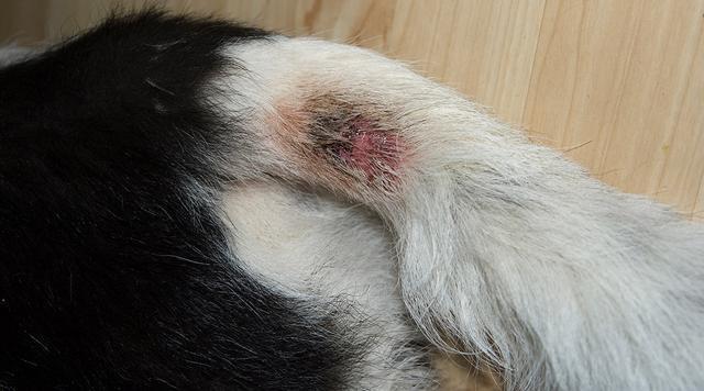 狗狗身上的湿疹该如何解决,这个常见的皮肤病,困扰着众多主人