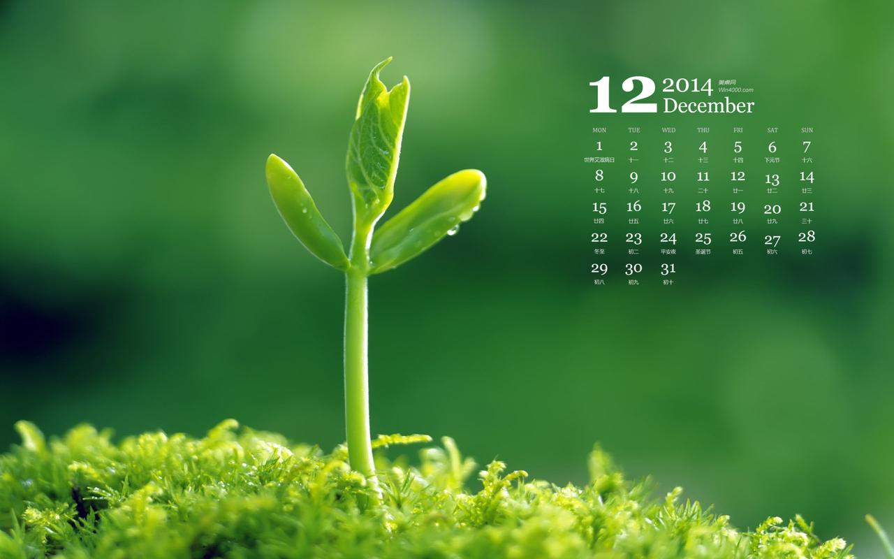 2014年12月日历桌面壁纸下载清新的绿色植物护眼图片