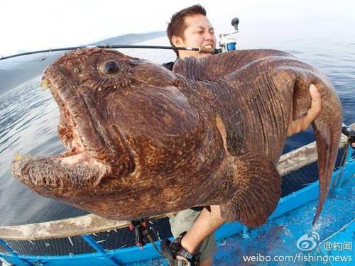 钓闻的照片 - 它的名字叫wolf eel,中文名叫