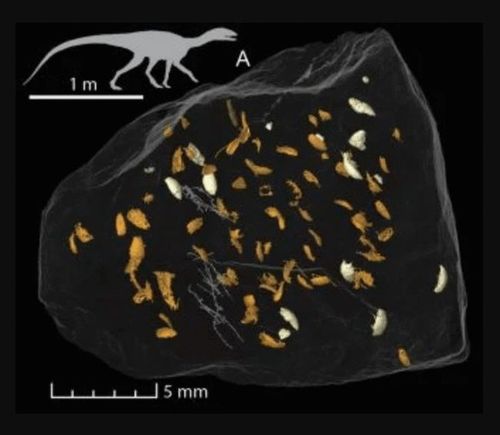在恐龙粪便中首次发现保存完好的三叠纪昆虫|甲虫|化石|粪化石_网易