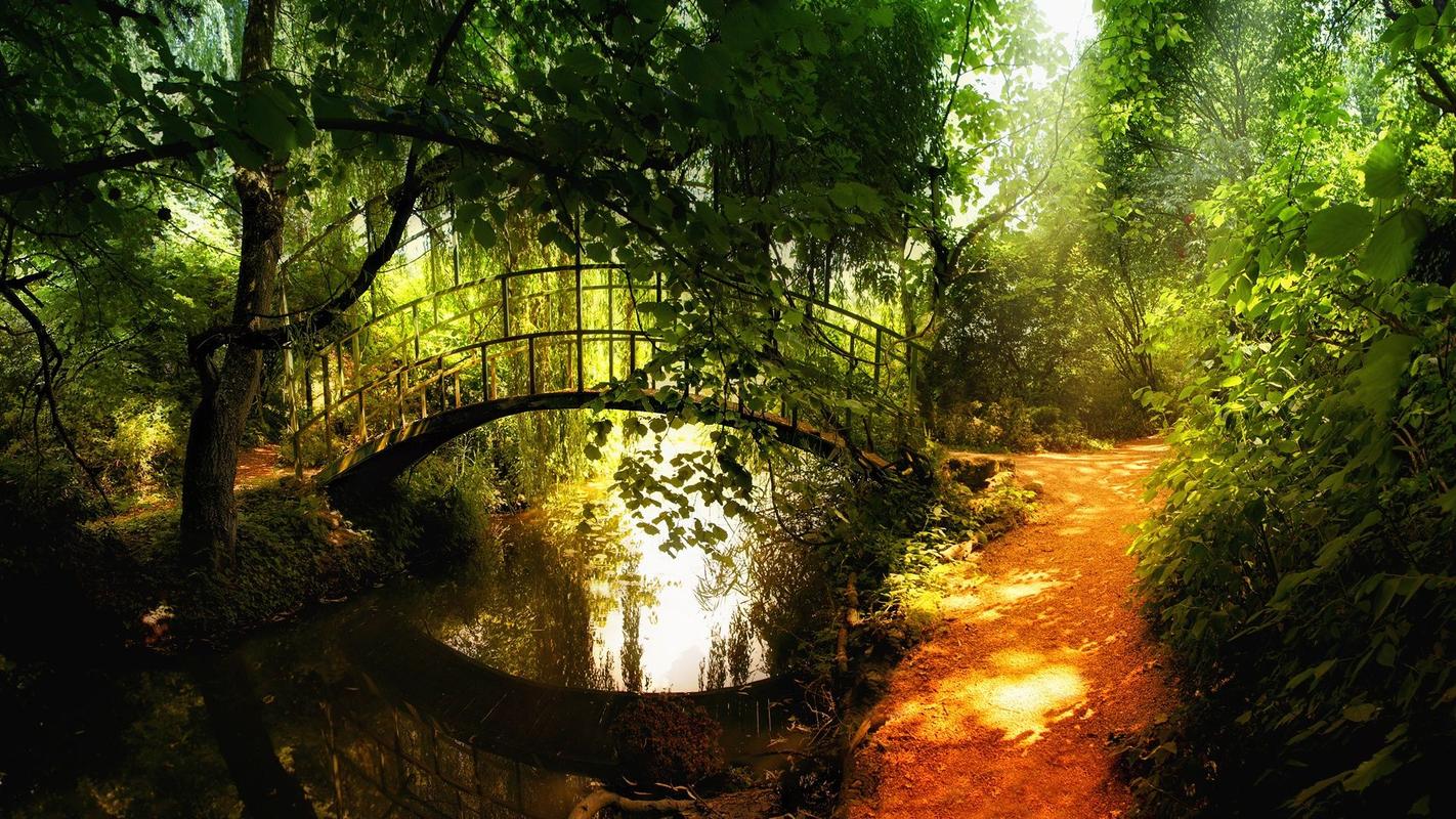 精选金色阳光下的梦幻森林唯美自然风景高清电脑桌面壁纸下载(二)