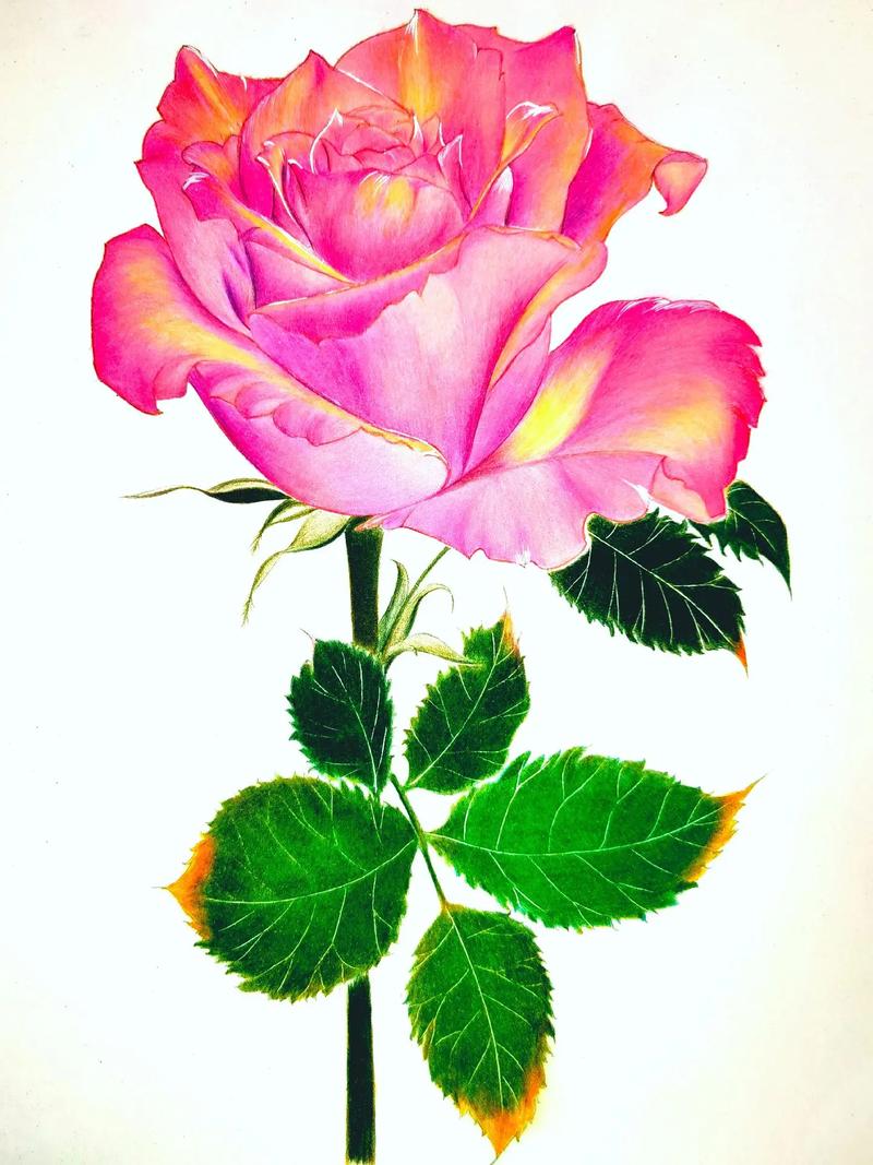 彩铅玫瑰花每天多爱自己一些,美得就像一枝玫瑰.#手绘 # - 抖音