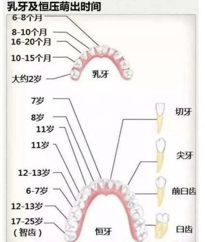 一张图高告诉你牙齿的生长时间