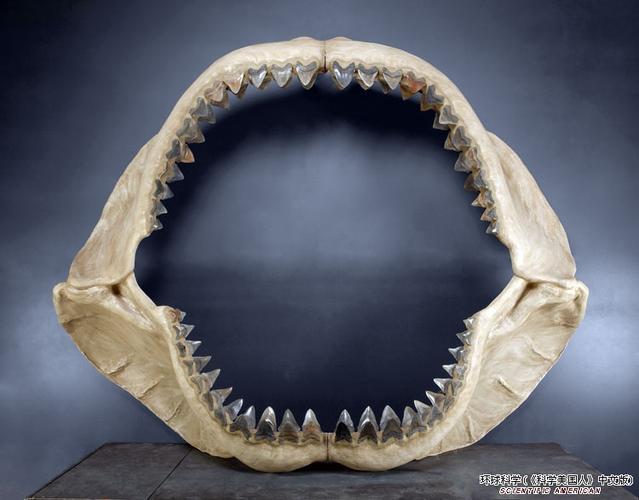巨齿鲨化石2.jpg