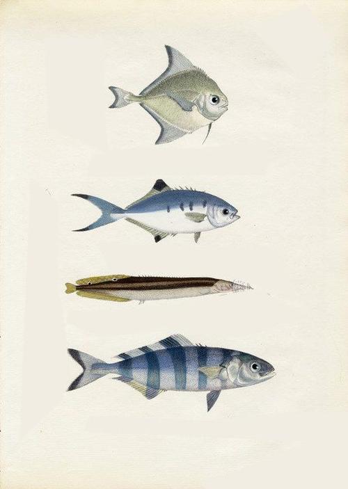 金鱼水彩色铅笔上色 动物鱼类插图临摹 sai手绘参考素材xc005