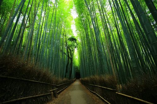 清晨7点的京都竹林小径享受空无一人的美丽与宁静