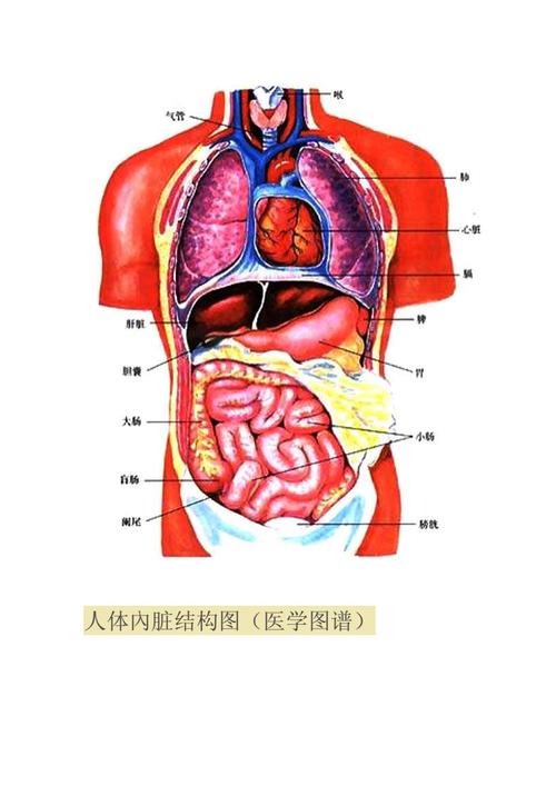 人体内脏位置分布图docx11页