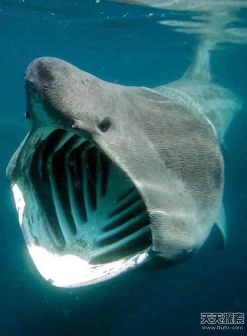 世界上最大的鲨鱼排名