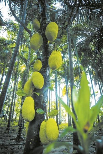 这种挂满果实的菠萝蜜树在中廖村常常可以见到.