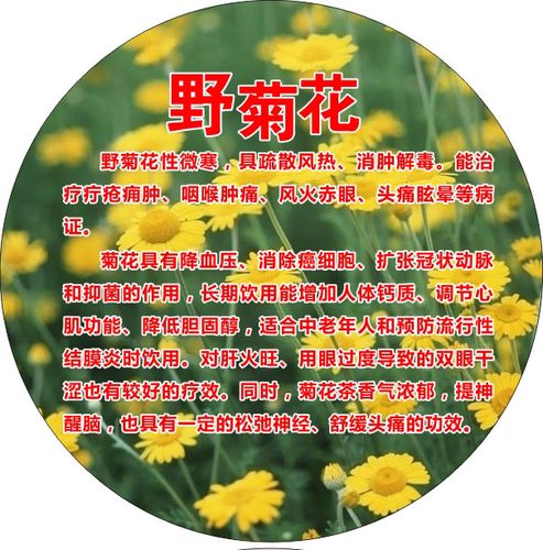 755海报印制展板写真喷绘319花茶品种类功效饮用说明标贴野菊花