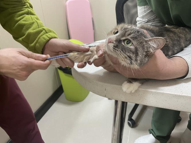 瑞鹏宠物医院(中海华庭分院)给母猫做的绝育～手术很顺利 术后恢复也