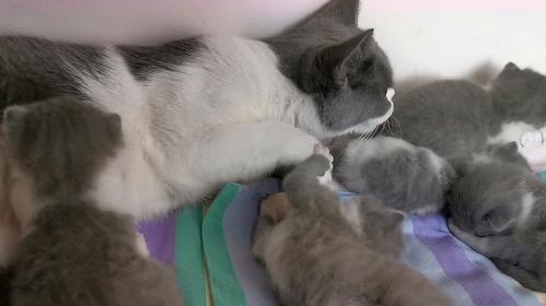 00:59  来源:好看视频-五只淘气鬼,一个月的小猫咪,被妈妈细心照顾