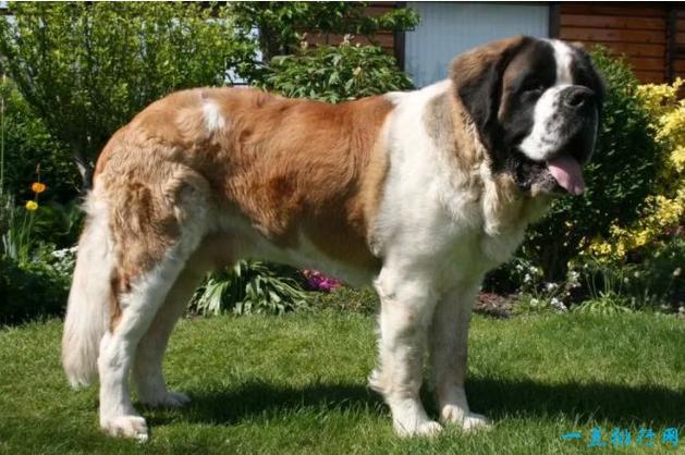 品种,被认为是世界上第 10 大狗,这种狗也以其忠诚而闻名,雄性狗长 30