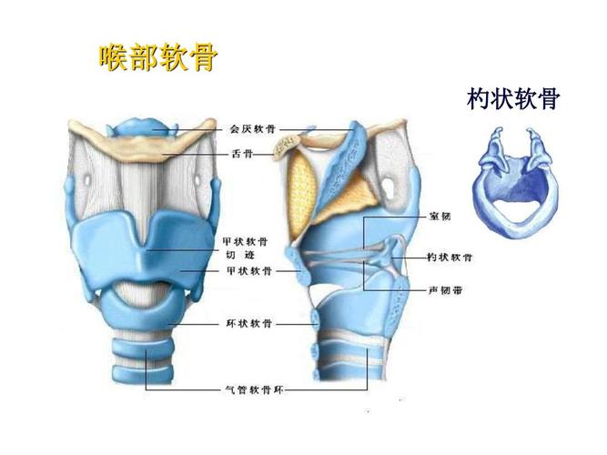 p>构成喉的软骨中,杓状软骨是成对软骨.