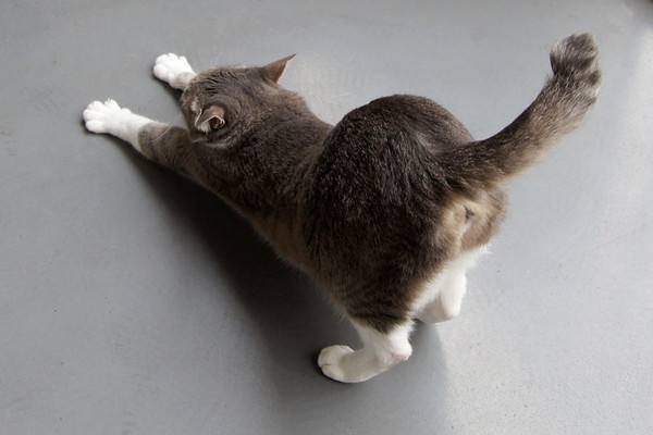 原创猫咪尾巴的不同姿态,分别代表不同的含义,你知道几个?