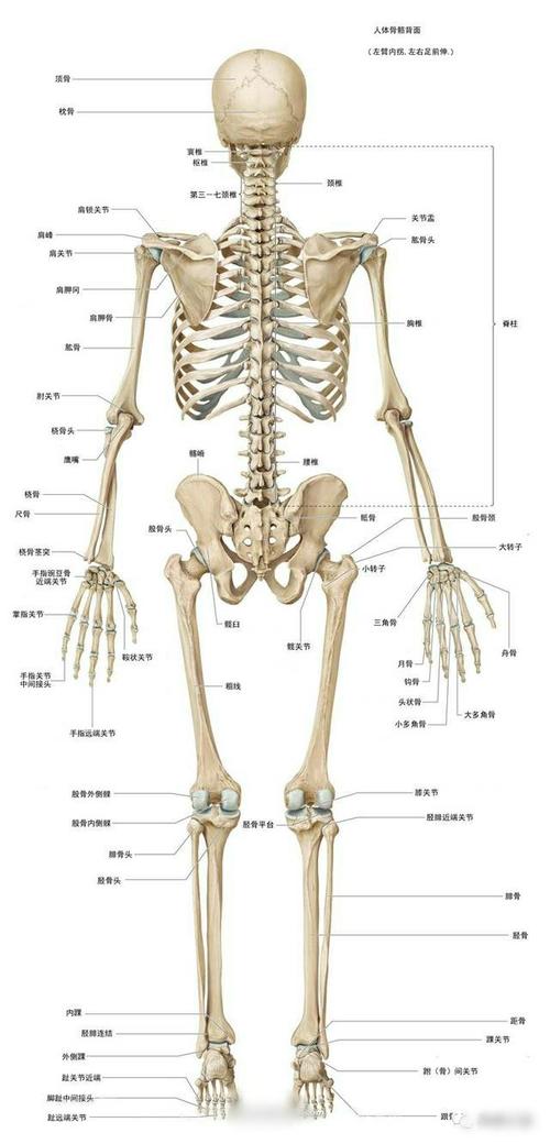 人体骨骼大全图