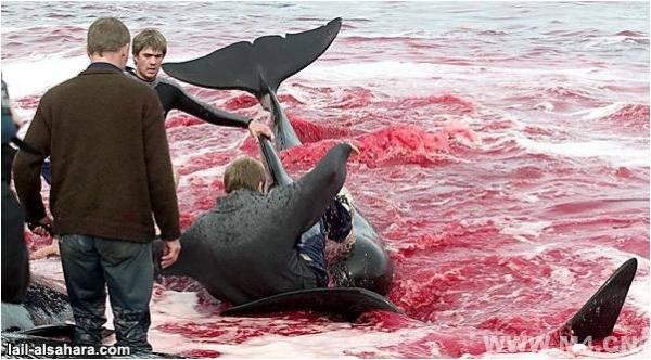 日本杀海豚的电影