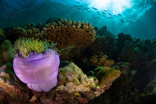 唯美漂亮的海底里珊瑚1