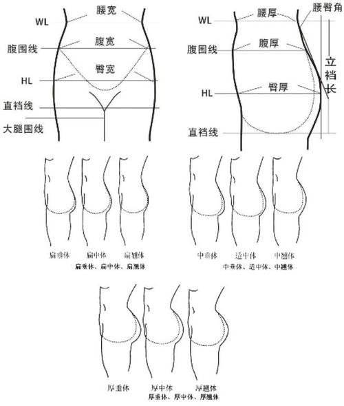 臀部的测量基准线及形态分类:扁垂体,扁中体,扁翘体,中垂体,适中体,中