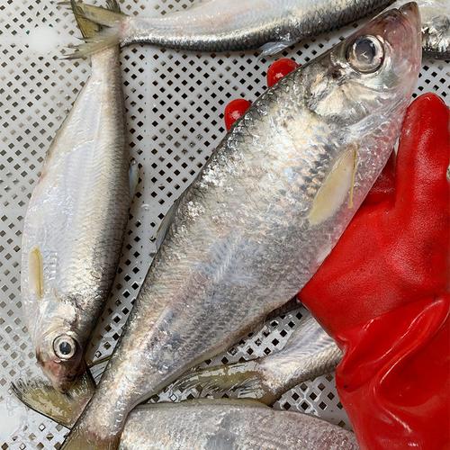 新鲜白鳓鱼白鳞鱼一斤23条野生生力鱼白快鱼海鲜其它