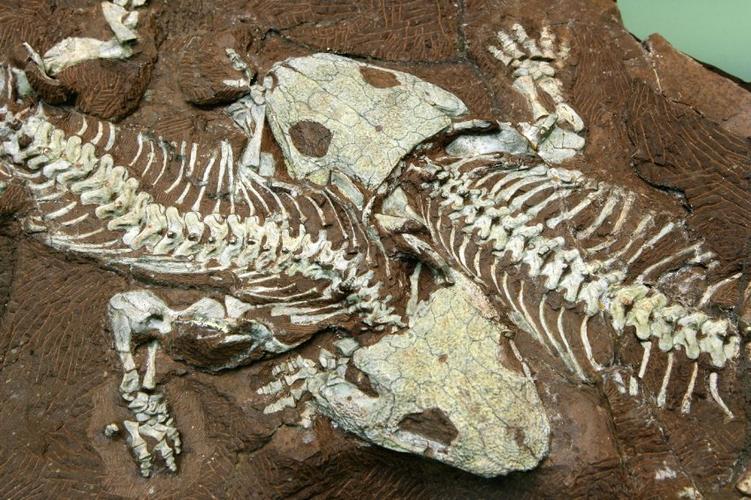 德发现3亿年前恐龙化石 身高仅60厘米(组图)