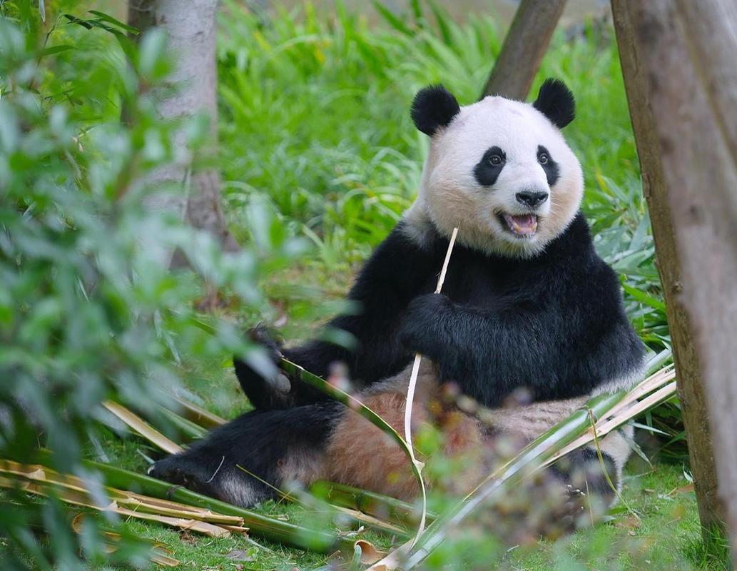 每当被大熊猫桃浜那水汪汪的大眼睛注视着,不知怎么的,觉得桃浜好可爱