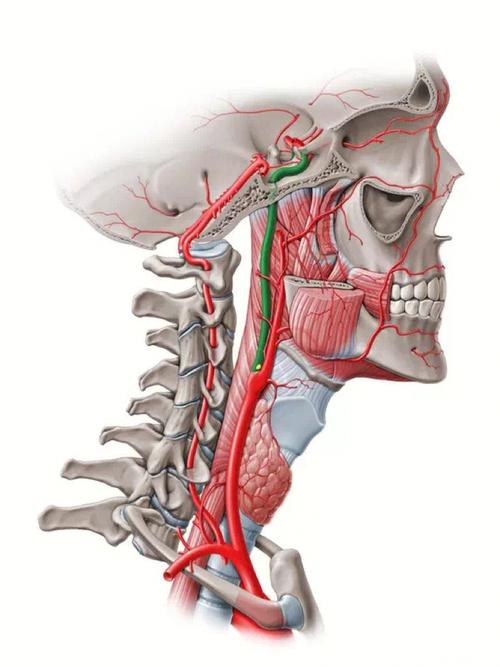 医学之美颈内动脉分段