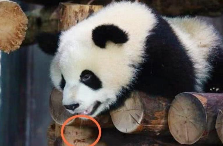 在基地里,大熊猫们每天都开开心心的生活着,它们往往不是吃就是睡,有