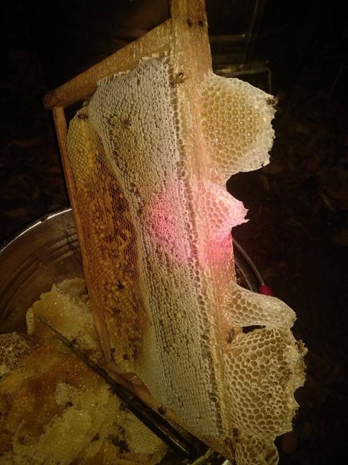 [中蜂批发] 自产自销纯正中蜂蜂蜜价格60元/桶 - 惠农网
