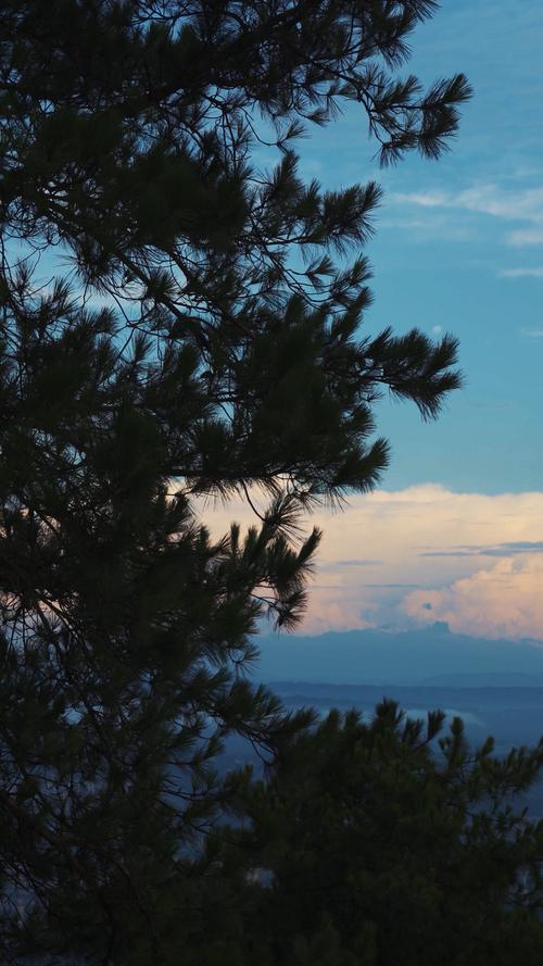 4k傍晚蓝天下的松树自然风景竖屏风景