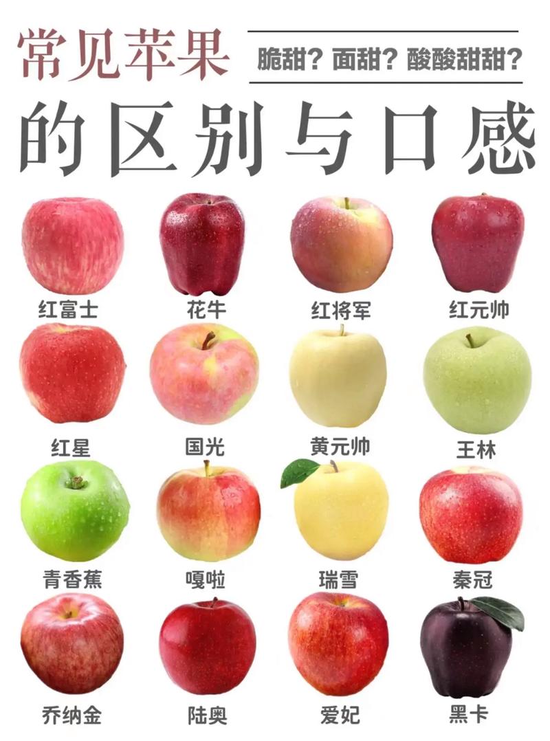 国内常见苹果品种产地成熟期的区别与口感