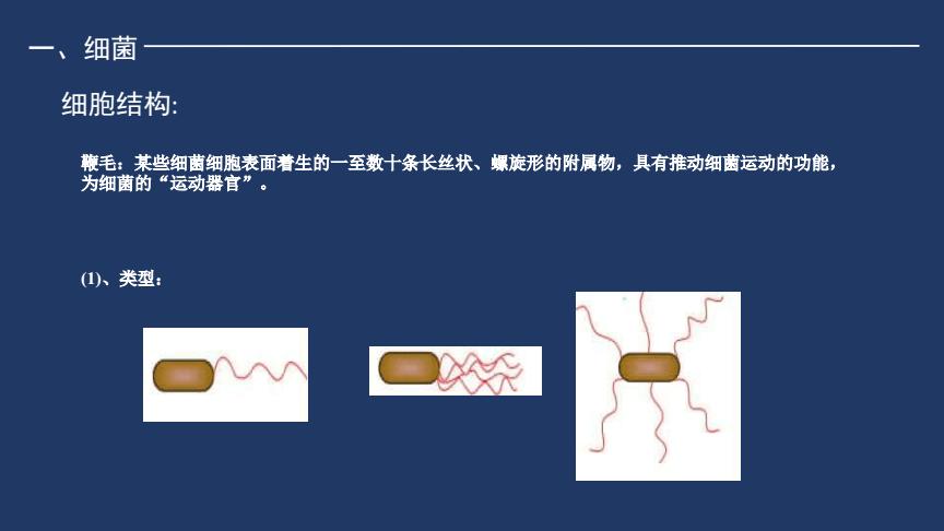 细菌中鞭毛的作用是什么