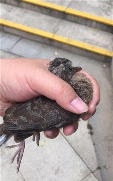 市民小区内捡到斑鸠幼鸟,专家建议喂养几天后放生