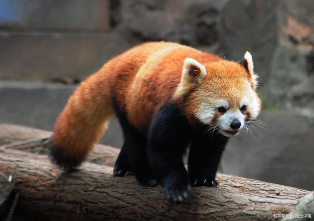而小熊猫是小熊猫科小熊猫属的动物. 2.大小不同.