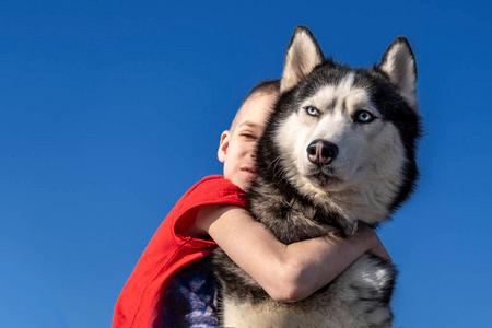 男孩抱着蓝色背景的西伯利亚哈士奇狗.蓝色隔离.家庭生活方式.照片