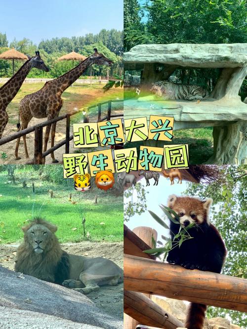 9月新出炉|北京大兴野生动物园详细攻略94