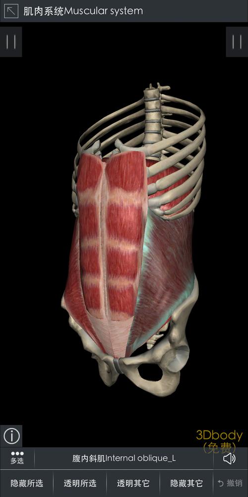 两部分肌肉的功能和锻炼方法是相似的,主要有侧卷腹与侧抬腿(可以在家