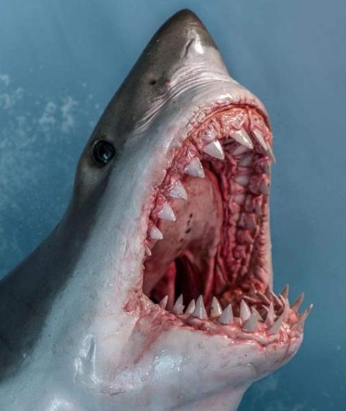 鲨鱼之所以是海洋霸主牙齿起到关键作用数量惊人令人胆寒
