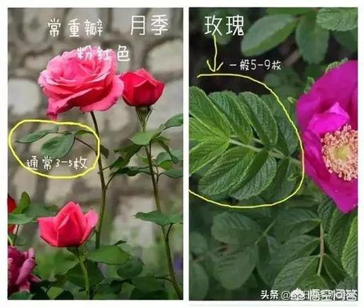 玫瑰花和月季花的区别在哪里玫瑰和月季有什么区别玫瑰最适宜在啥条件