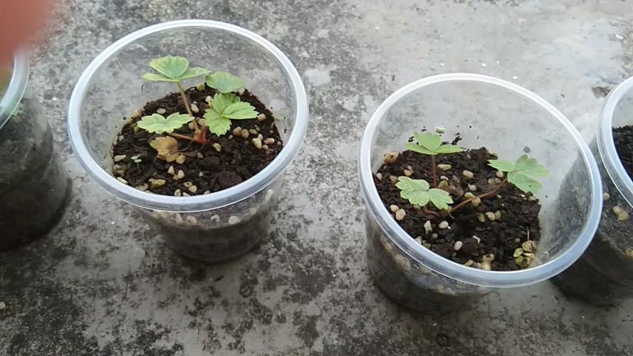 草莓种子发芽成长过程太慢长几个月时间才这么大,还不如走茎繁殖快