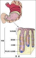 人体最大的消化腺和不含酶的消化液分别是( )a.肝脏,胆汁b.