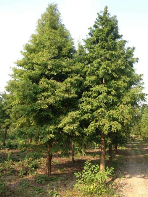 中国的园林绿化良种木 ——中山杉
