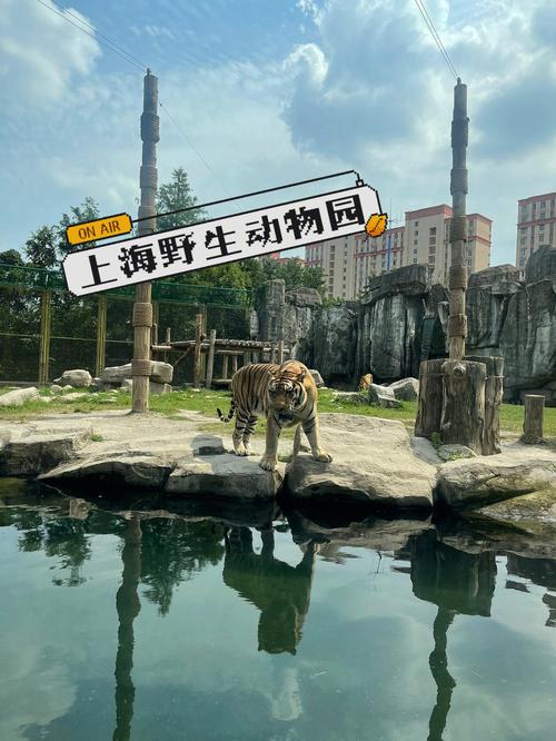上海野生动物园亲子半日游