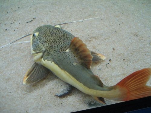 请问这是什么鱼